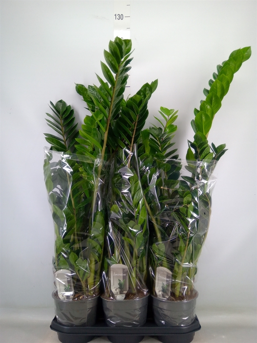 <h4>Zamioculcas zamiifolia</h4>