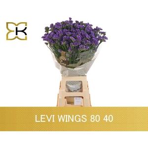 Lim S Levis Wings