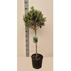 arr8 Olea Europaea Overig