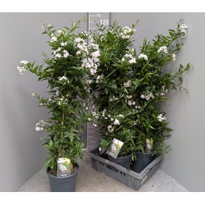 SOLANUM JASMINOIDES