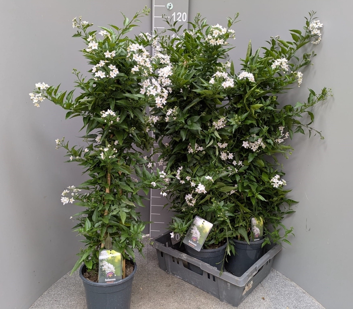<h4>SOLANUM JASMINOIDES</h4>