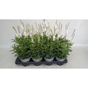 Lysimachia   ...