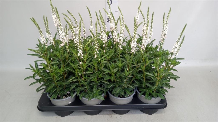 <h4>Lysimachia   ...</h4>
