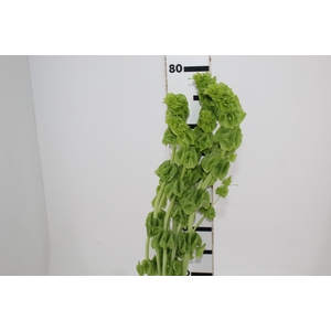 MOLUCCELLA 080 CM