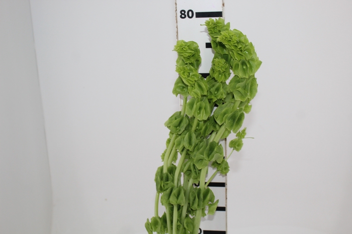 <h4>MOLUCCELLA 080 CM</h4>