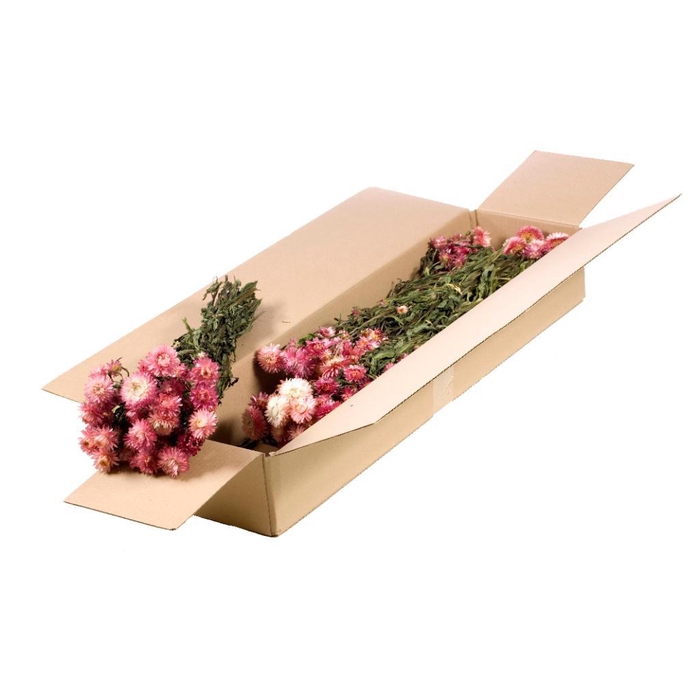<h4>HELICHRYSUM SB NATURAL PINK</h4>