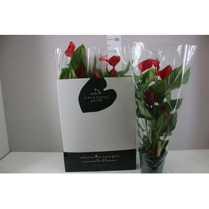 Anth An Melodia Ibis