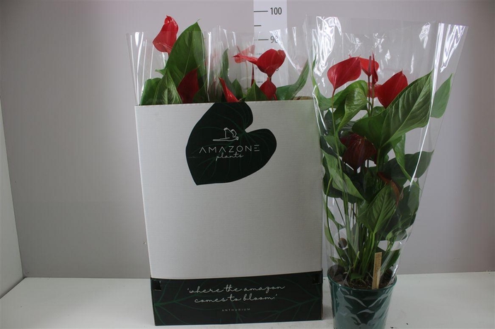 <h4>Anth An Melodia Ibis</h4>