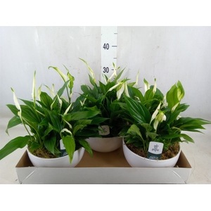 Spathiphyllum  'Pearl Cupido'