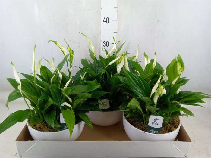 <h4>Spathiphyllum  'Pearl Cupido'</h4>