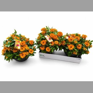 ZINNIA ZAH SCARLET
