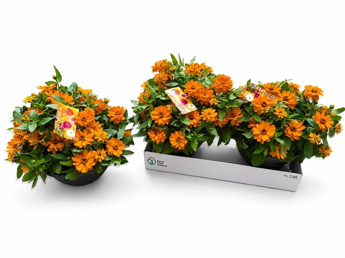 <h4>ZINNIA ZAH SCARLET</h4>