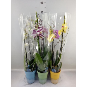 Phalaenopsis   ...mix  5