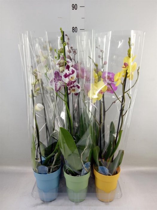 <h4>Phalaenopsis   ...mix  5</h4>