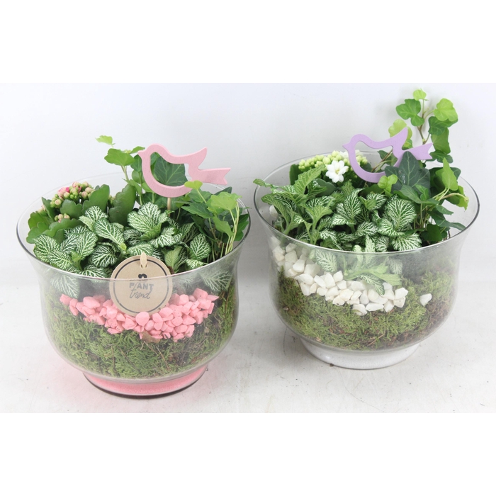 <h4>Arr2 Pl - Glas Rio - Roze/wit</h4>