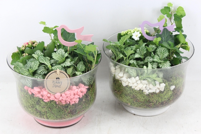 <h4>arr2 PL - Glas rio - roze/wit</h4>