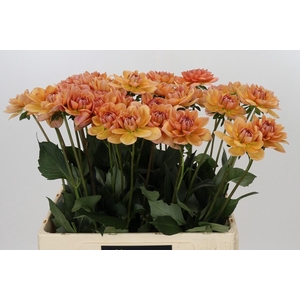 Dahlia Yelno Harmony