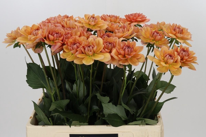 <h4>Dahlia Yelno Harmony</h4>
