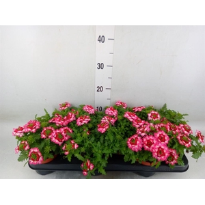 Verbena  'Magelana Pink Swirl'