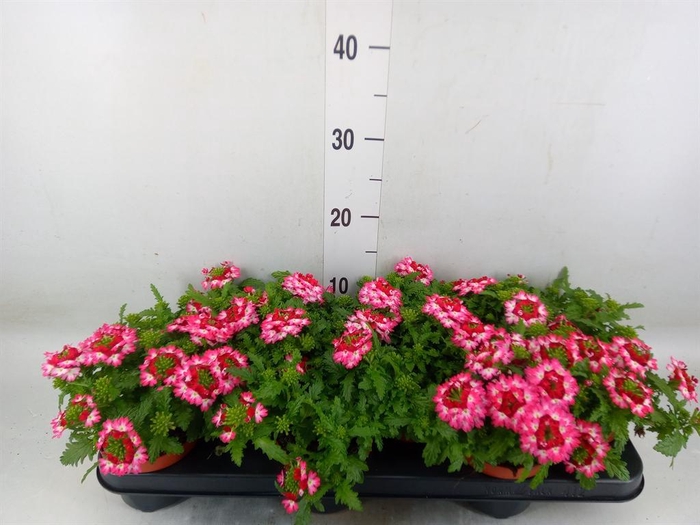<h4>Verbena  'Magelana Pink Swirl'</h4>