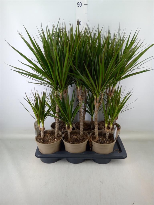 <h4>Dracaena marg.</h4>