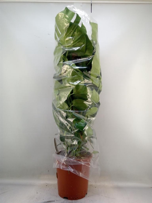 <h4>Monstera delic.</h4>