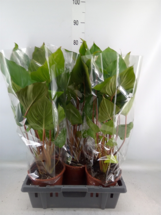 <h4>Homalomena rubescens 'Maggy'</h4>