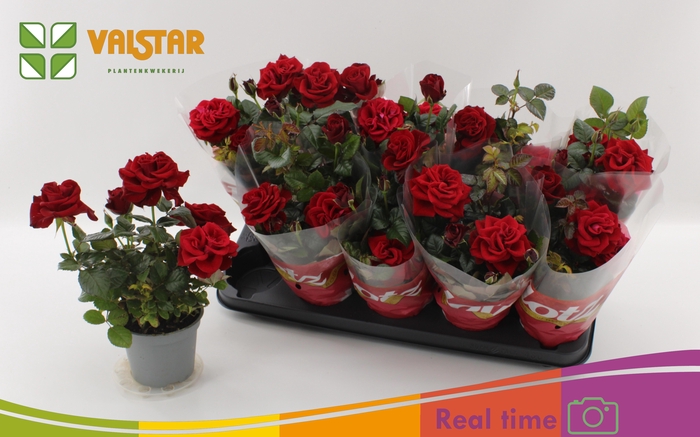 <h4>RO LOTZ OF RED</h4>