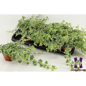 Hedera Helix White Wonder 12Ø 20cm 15cm