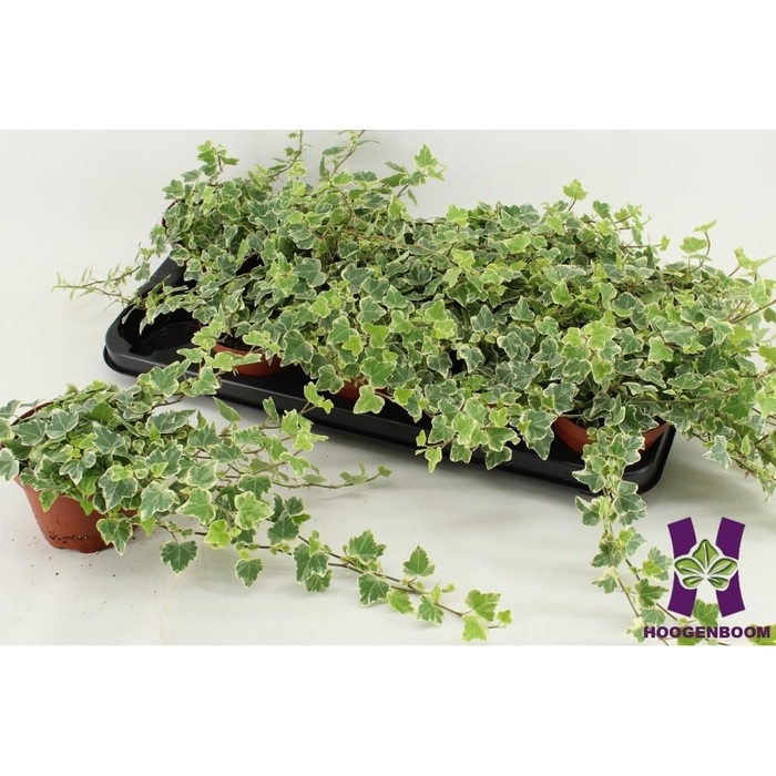 <h4>Hedera Helix White Wonder 12Ø 20cm 15cm</h4>