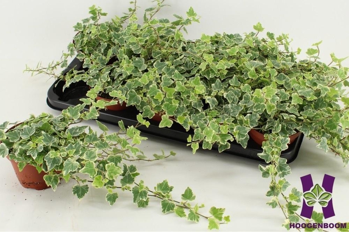 Hedera Helix White Wonder 12Ø 20cm 15cm