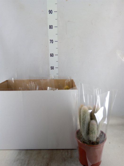 <h4>Cactus   ...mix</h4>