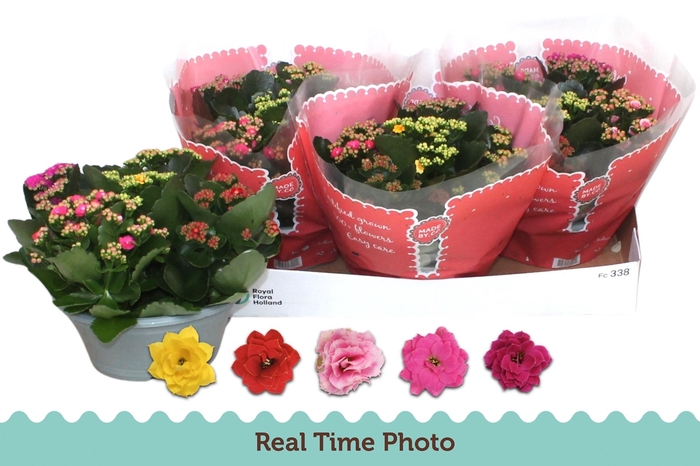 <h4>KAL GE GEM I POT</h4>