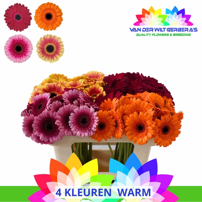 <h4>Germini Mix Summer Water</h4>