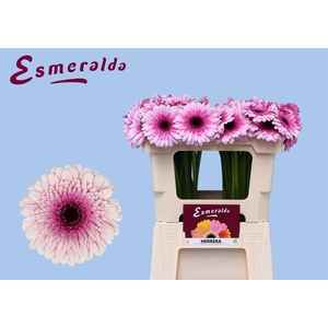 Ge Mi Herrera 07 CM,(NL),(20)