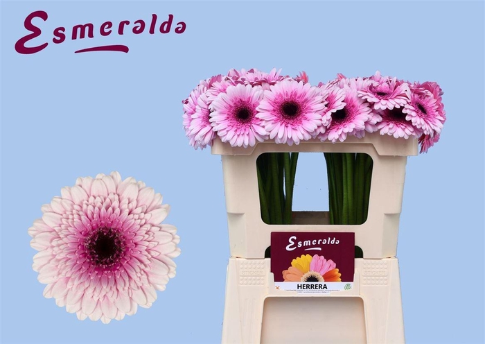 <h4>Ge Mi Herrera 07 CM,(NL),(20)</h4>