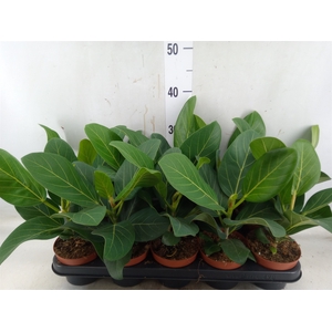 Ficus benghalensis 'Audrey'