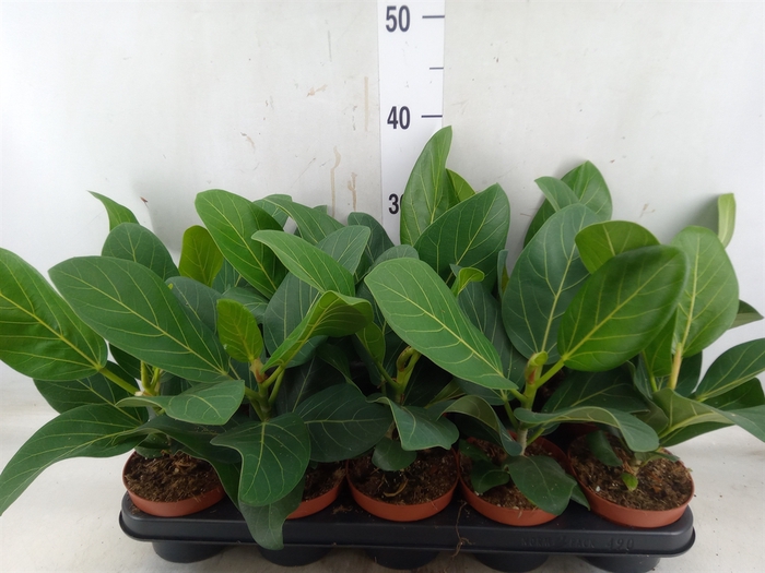 <h4>Ficus benghalensis 'Audrey'</h4>