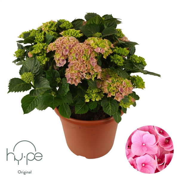 <h4>Hydrangea Mophead Pink 15+ | Hy-pe Original</h4>