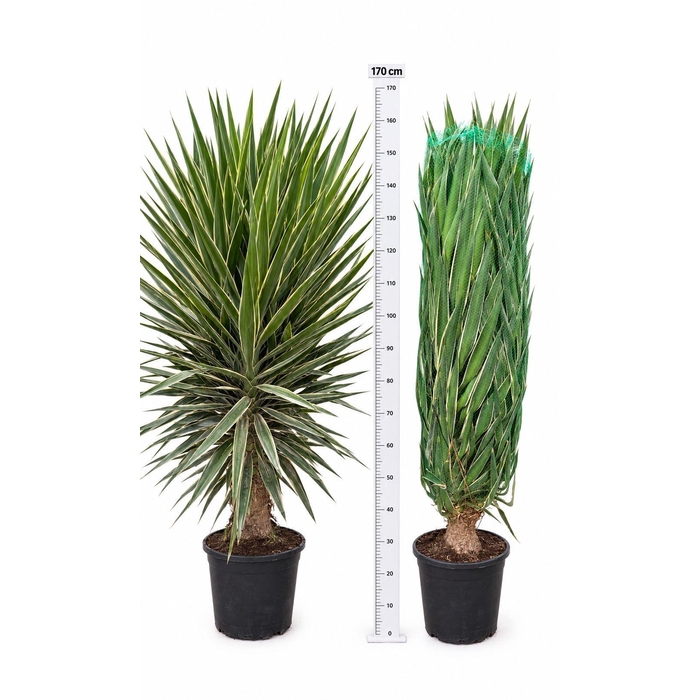 <h4>Yucca elephantipes 'Puck'   ...KS</h4>
