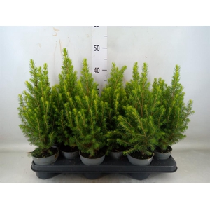 Picea glauca 'Magnifique'