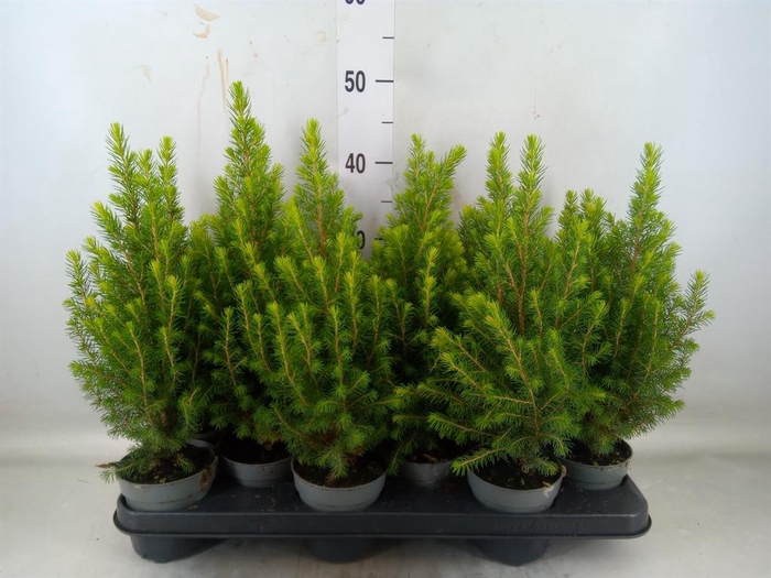 <h4>Picea glauca 'Magnifique'</h4>