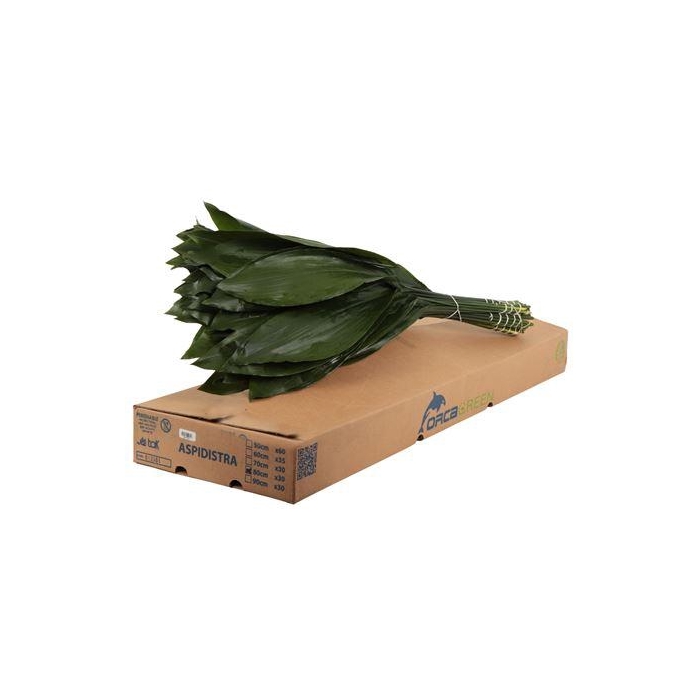 <h4>ASPIDISTRA ORCA</h4>