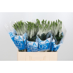 Veron Smart Luna Wit