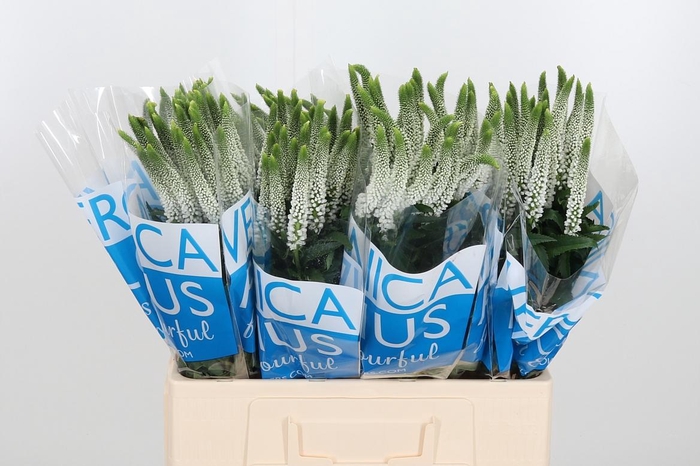 <h4>Veron Smart Luna Wit</h4>