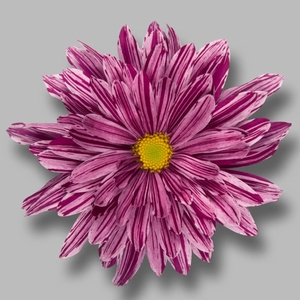 CHR T STELLINI