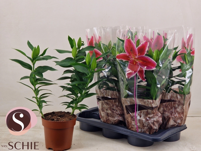 <h4>LIL OR MAGNY COURS</h4>