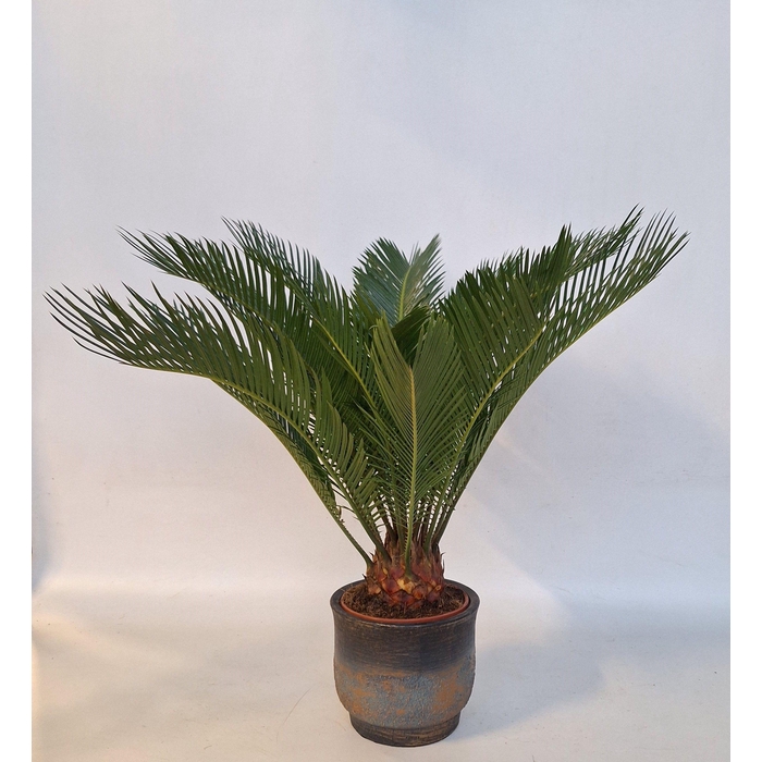 <h4>CYCAS REVOLUTA</h4>