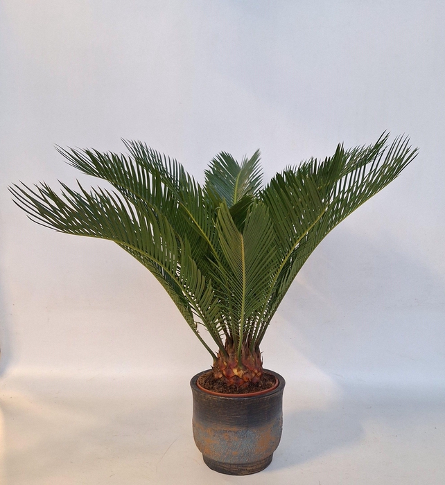 <h4>Cycas in Aico pot</h4>