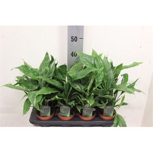 Spathiphyllum Diamond